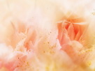 Fondos de escritorio y pantalla de Flores