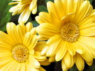 Fondos de escritorio y pantalla de Flores