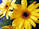 Fondos de escritorio y pantalla de Flores