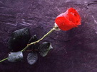 Fondos de escritorio y pantalla de Flores