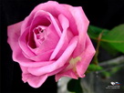 Fondos de escritorio y pantalla de Flores