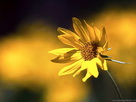 Fondos de escritorio y pantalla de Flores