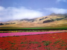 Fondos de escritorio y pantalla de Flores