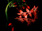 Fondos de escritorio y pantalla de Flores