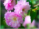 Fondos de escritorio y pantalla de Flores