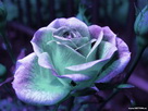 Fondos de escritorio y pantalla de Flores