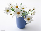 Fondos de escritorio y pantalla de Flores