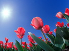 Fondos de escritorio y pantalla de Flores
