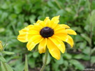 Fondos de escritorio y pantalla de Flores