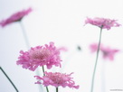 Fondos de escritorio y pantalla de Flores