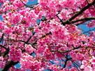Fondos de escritorio y pantalla de Flores