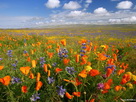 Fondos de escritorio y pantalla de Flores