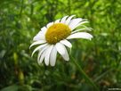 Fondos de escritorio y pantalla de Flores