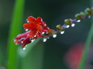 Fondos de escritorio y pantalla de Flores