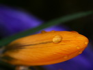 Fondos de escritorio y pantalla de Flores