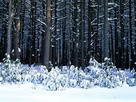 Fondos de escritorio y pantalla de Nieve